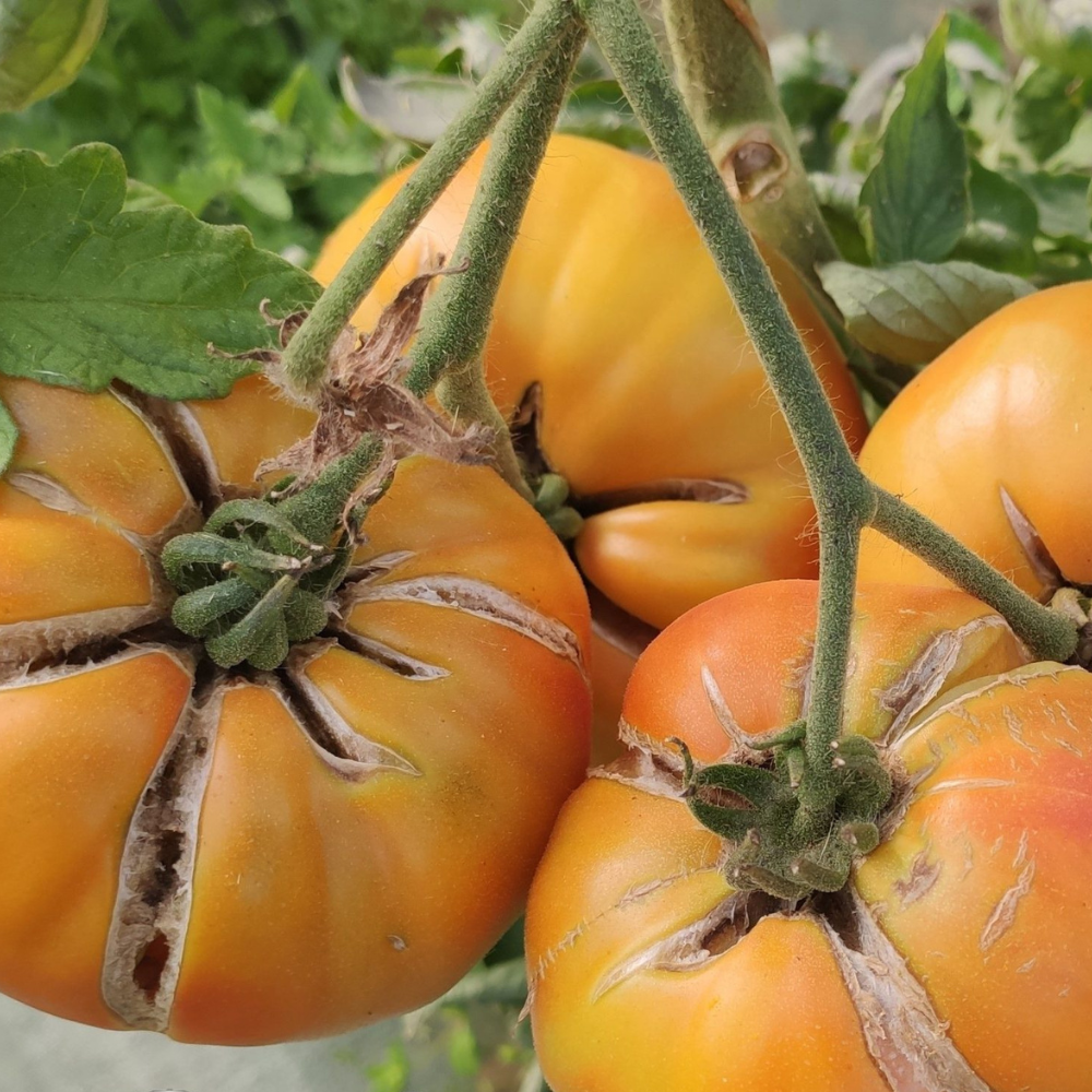 Tomato seeds Willard Wynn - 10