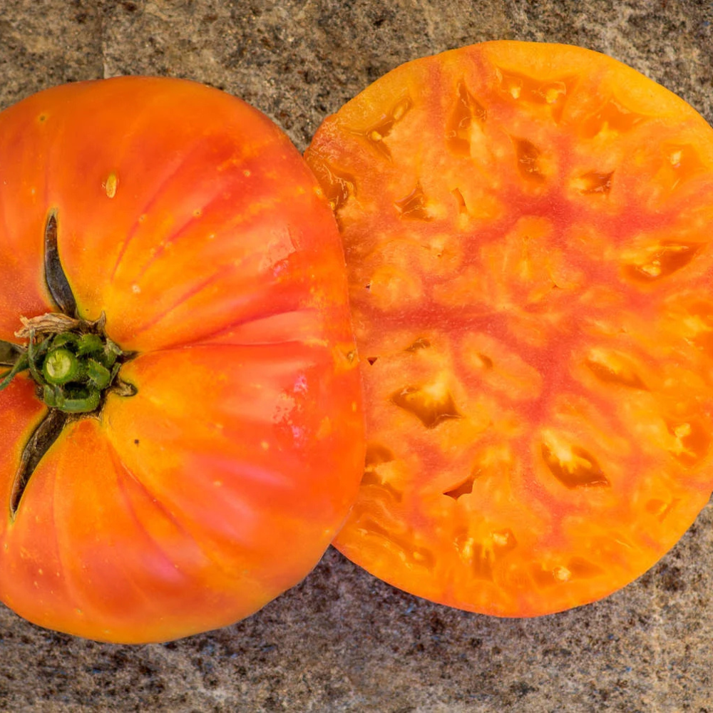 Tomato seeds Willard Wynn - 10