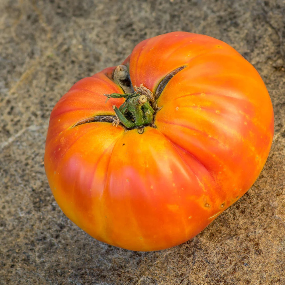 Tomato seeds Willard Wynn - 10