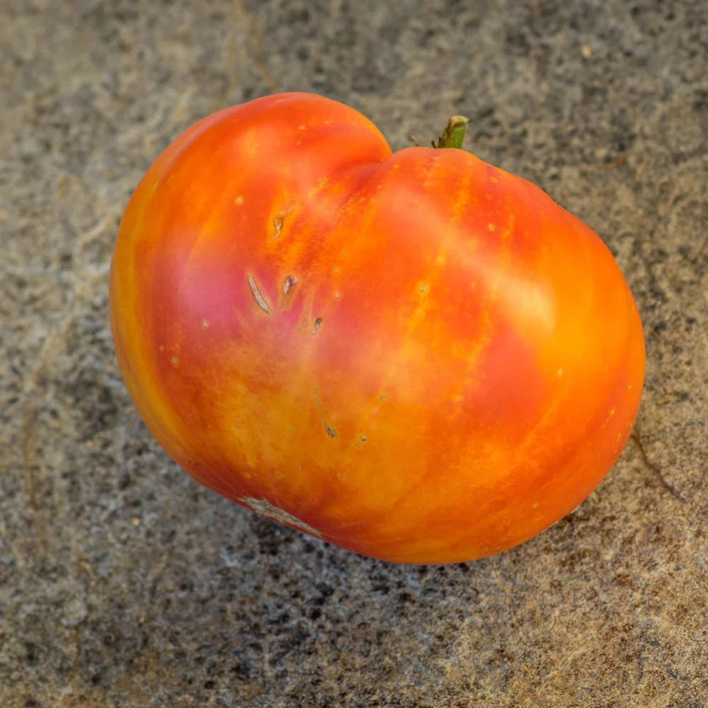 Tomato seeds Willard Wynn - 10