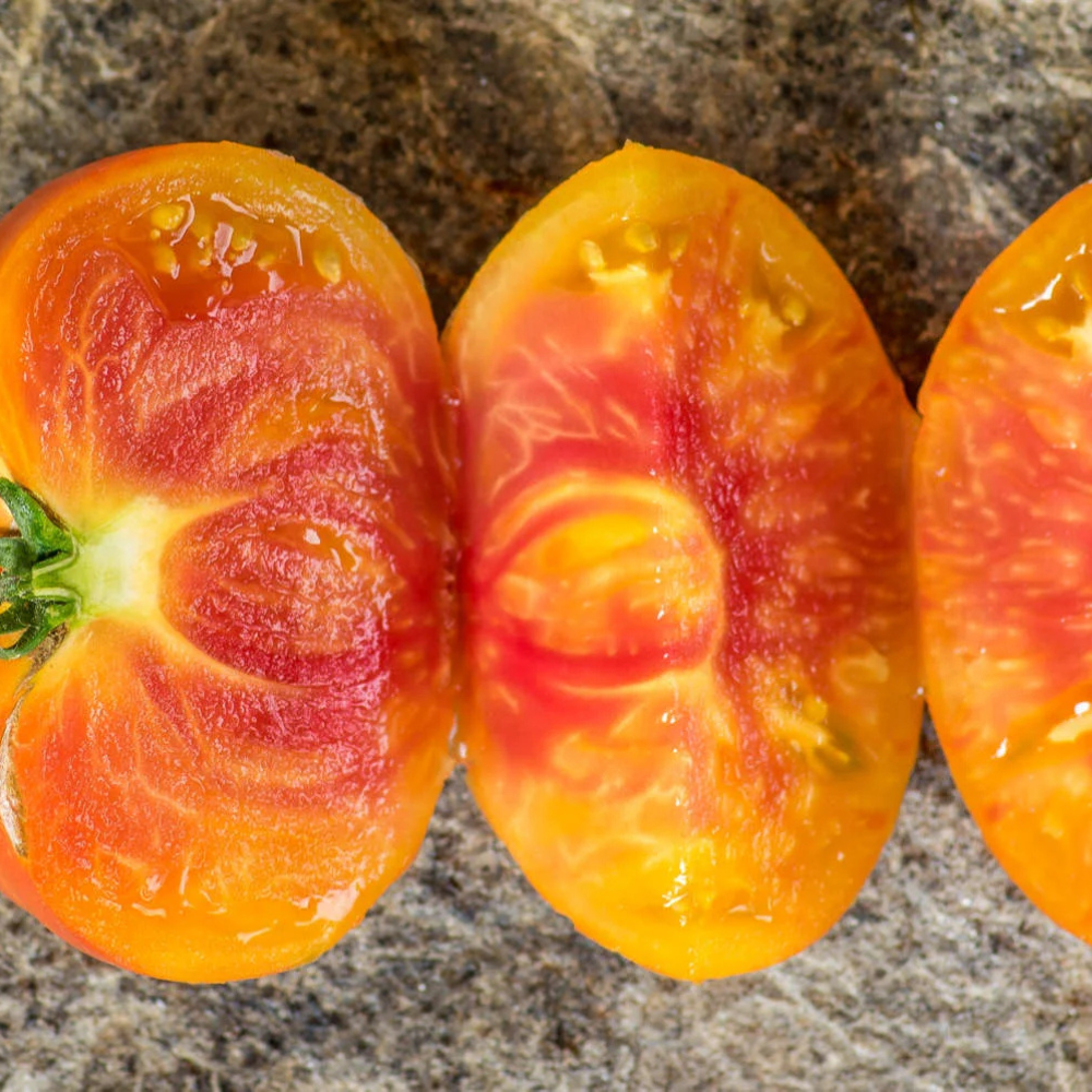 Tomato seeds Willard Wynn - 10