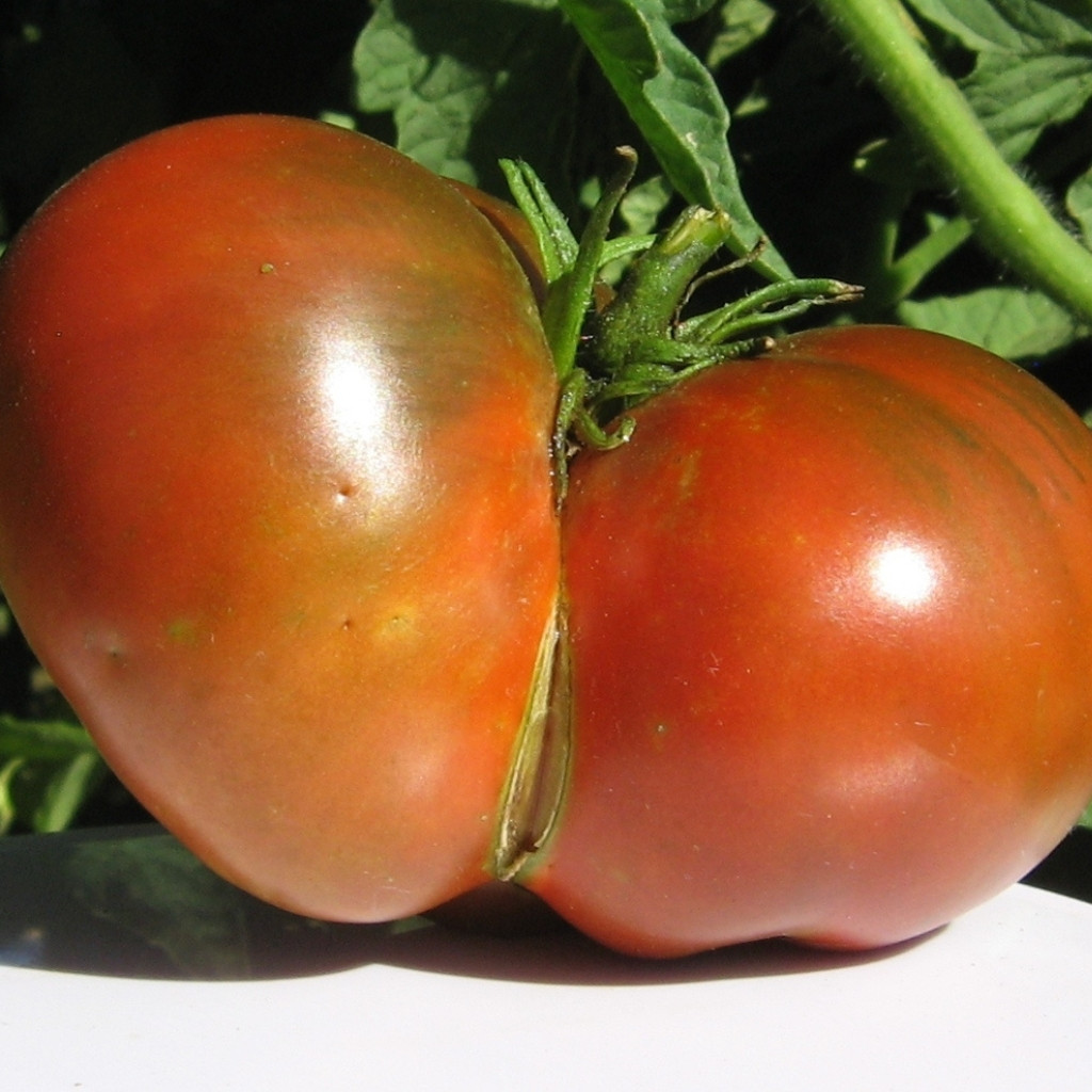 Tomato seeds Qingdao (Cindao, Tsindao) - 10