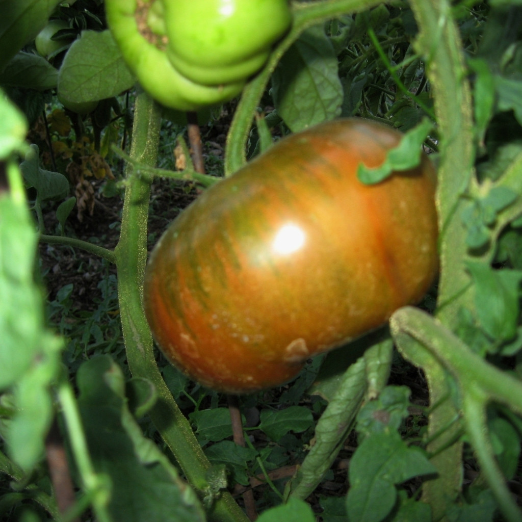 Tomato seeds Qingdao (Cindao, Tsindao) - 10