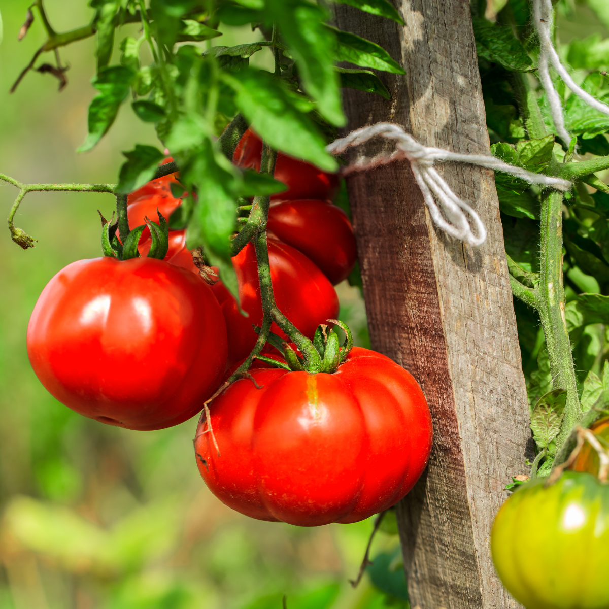 Tomato seeds Qingdao (Cindao, Tsindao) - 10