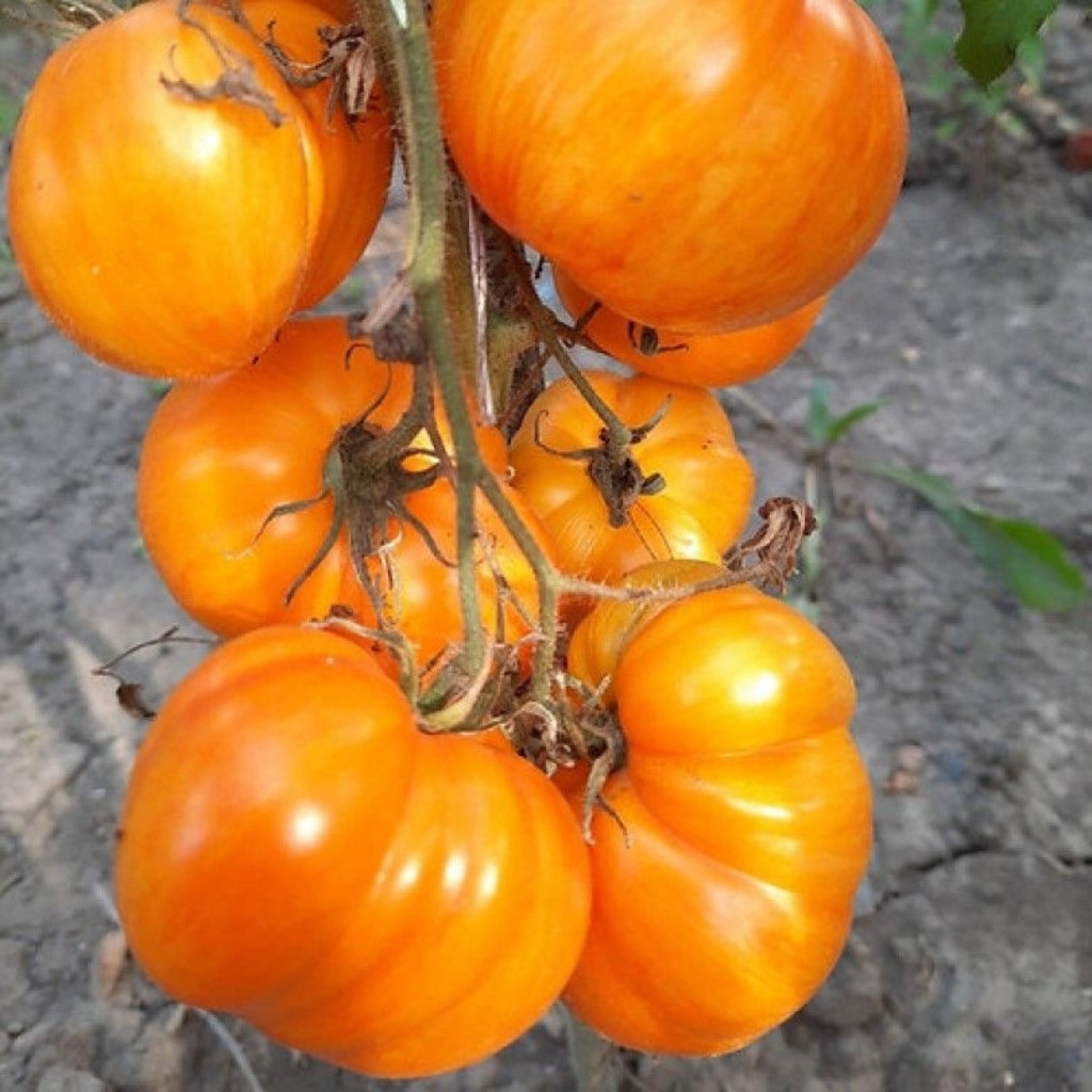 Tomato seeds Kozula 83 - 10