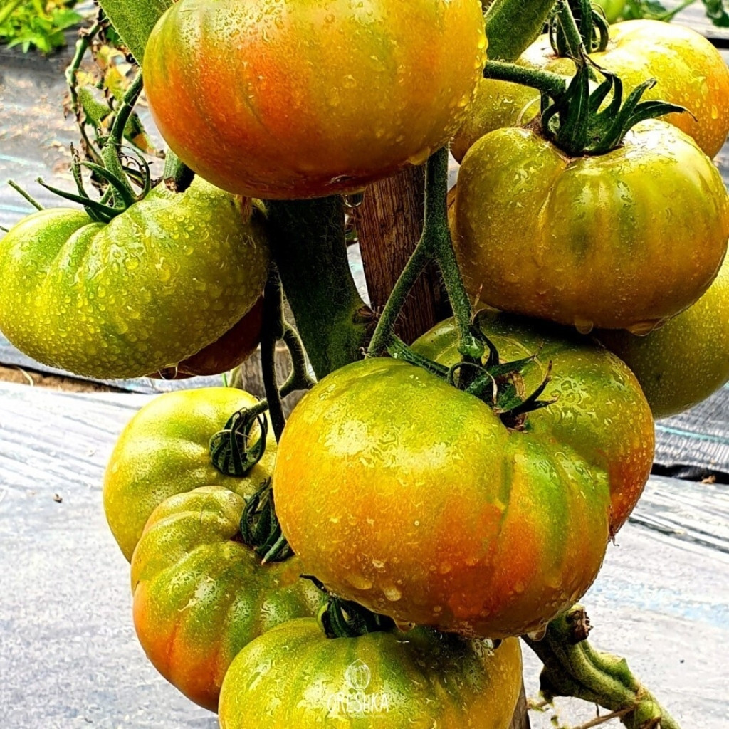 Tomato seeds Kozula 83 - 10