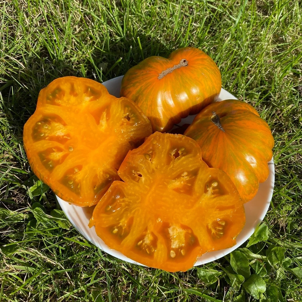 Tomato seeds Kozula 83 - 10