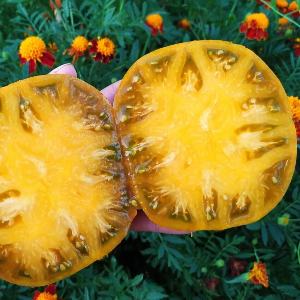 Tomato seeds Kozula 83 - 10