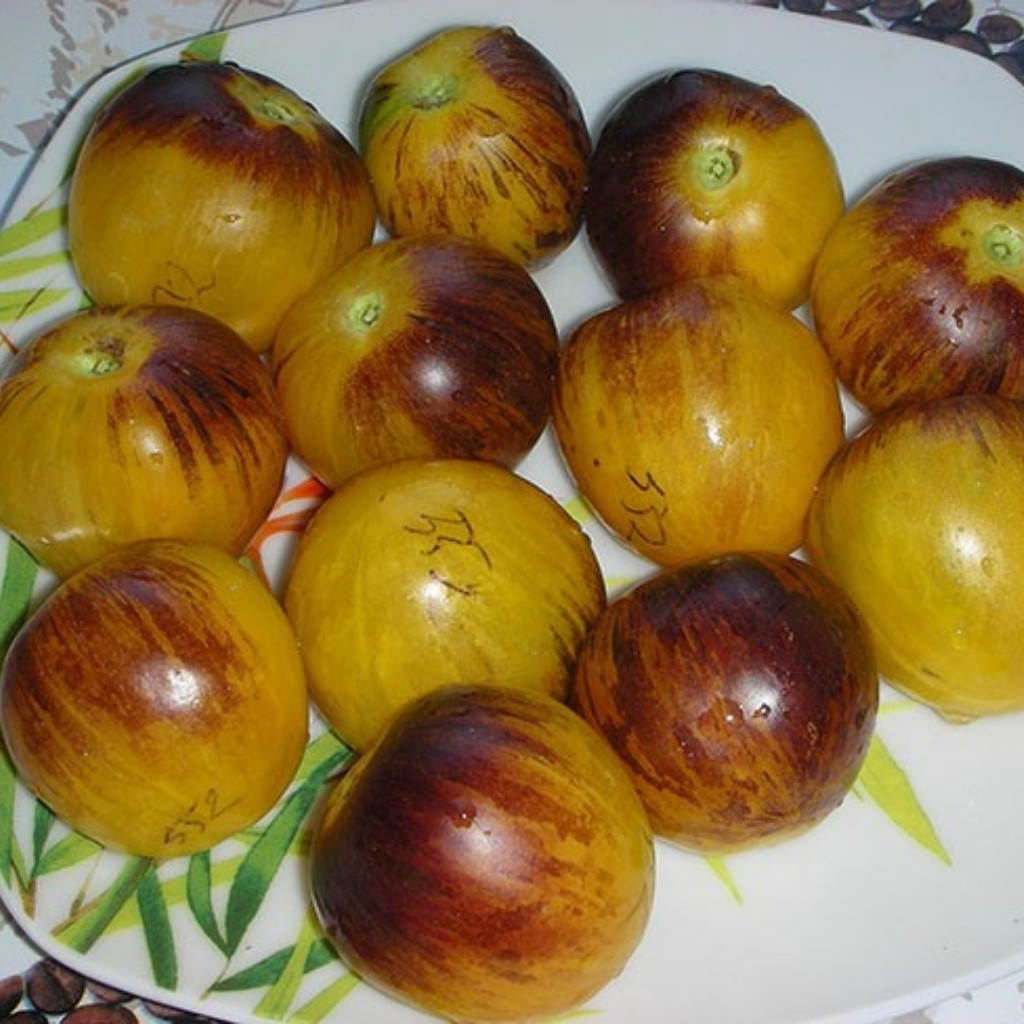 Tomato seeds Speckled Blue - 10