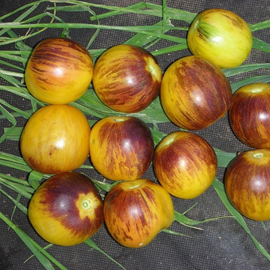 Tomato seeds Speckled Blue - 10