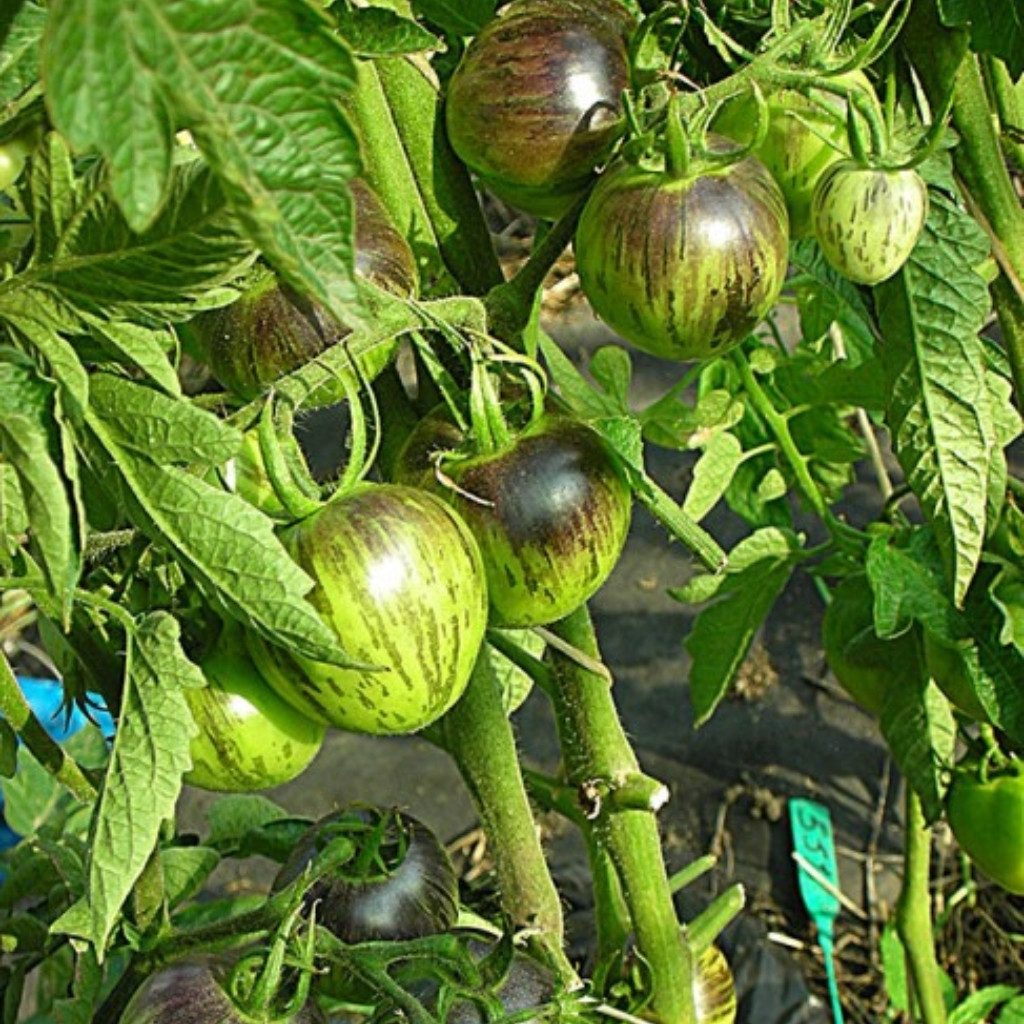 Tomato seeds Speckled Blue - 10