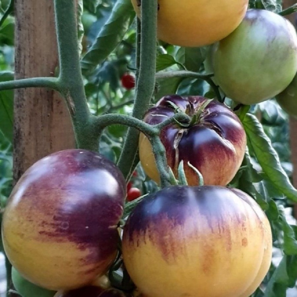 Tomato seeds Speckled Blue - 10