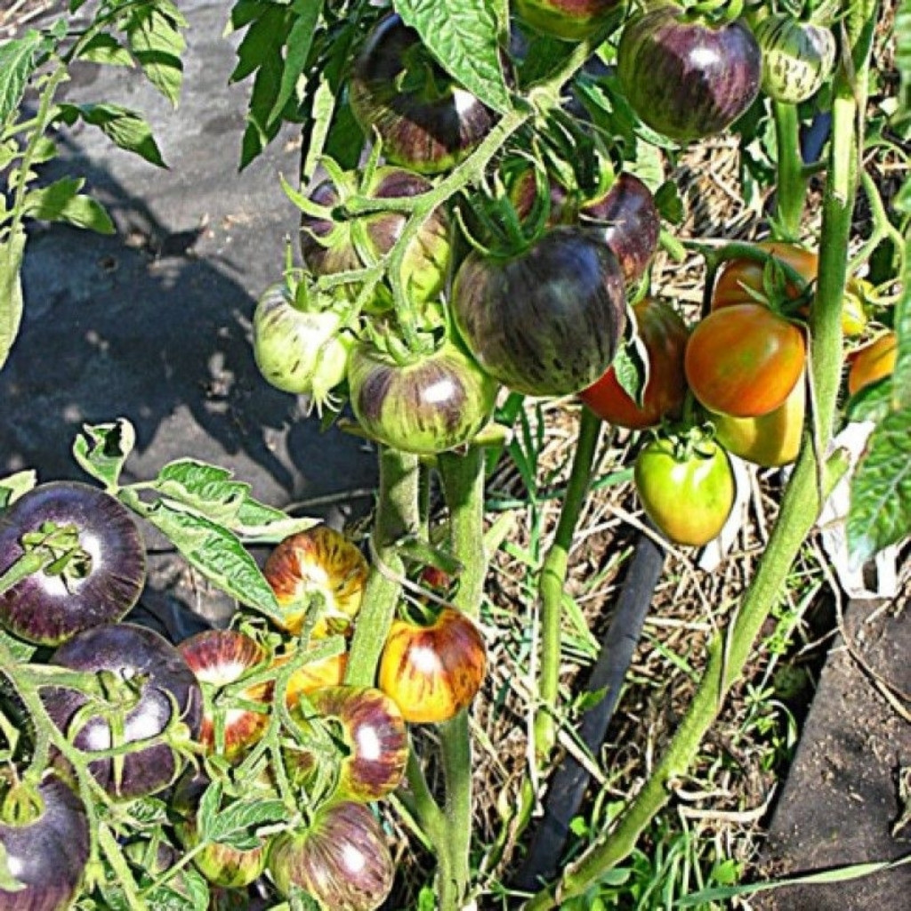 Tomato seeds Speckled Blue - 10