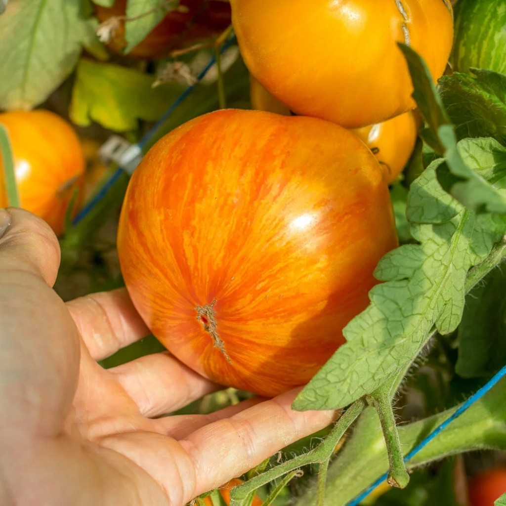 Tomato seeds Kozula 60 yellow slicer - 10