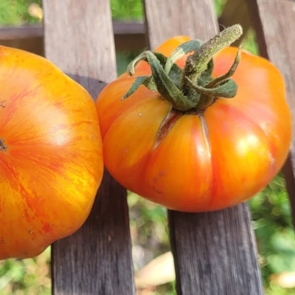 Tomato seeds Kozula 60 yellow slicer - 10