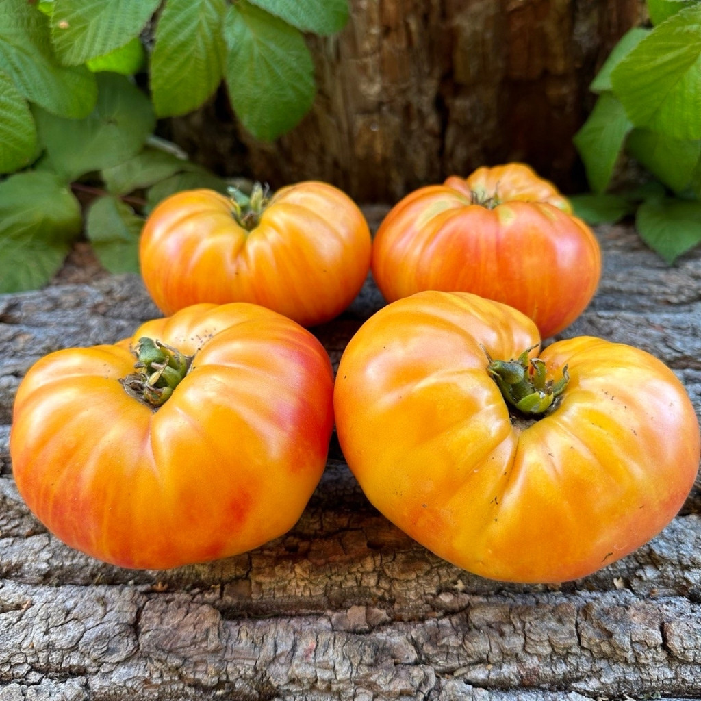 Tomato seeds Kozula 60 yellow slicer - 10
