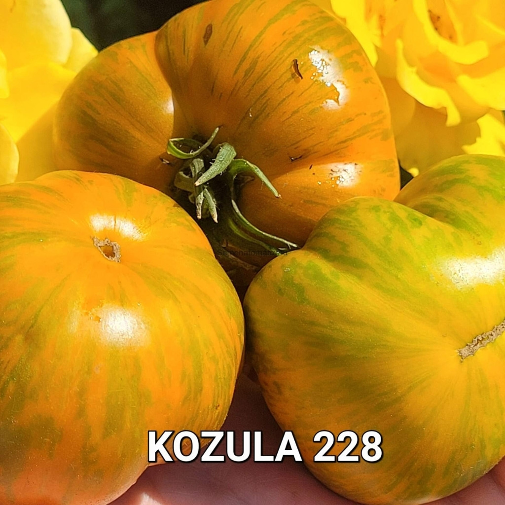 Tomato seeds Kozula 228 - 10