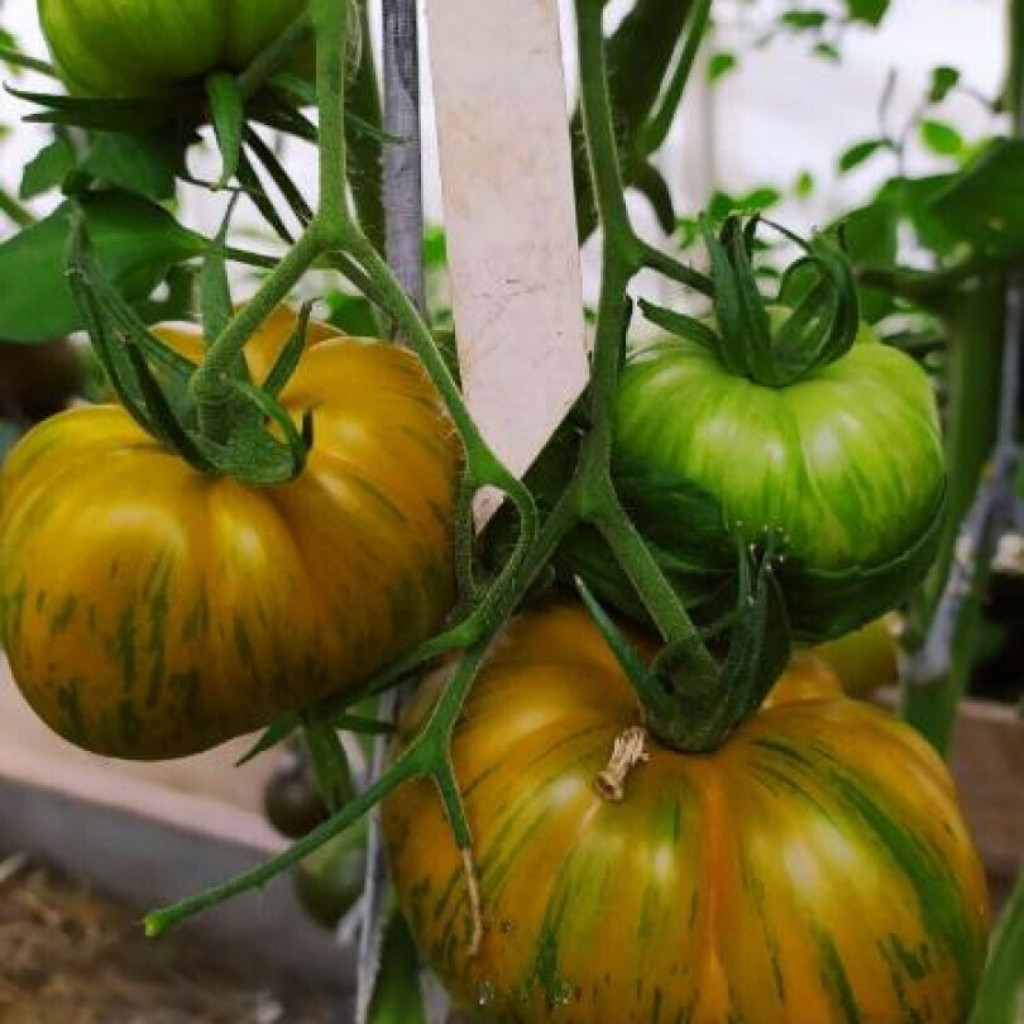 Tomato seeds Kozula 228 - 10