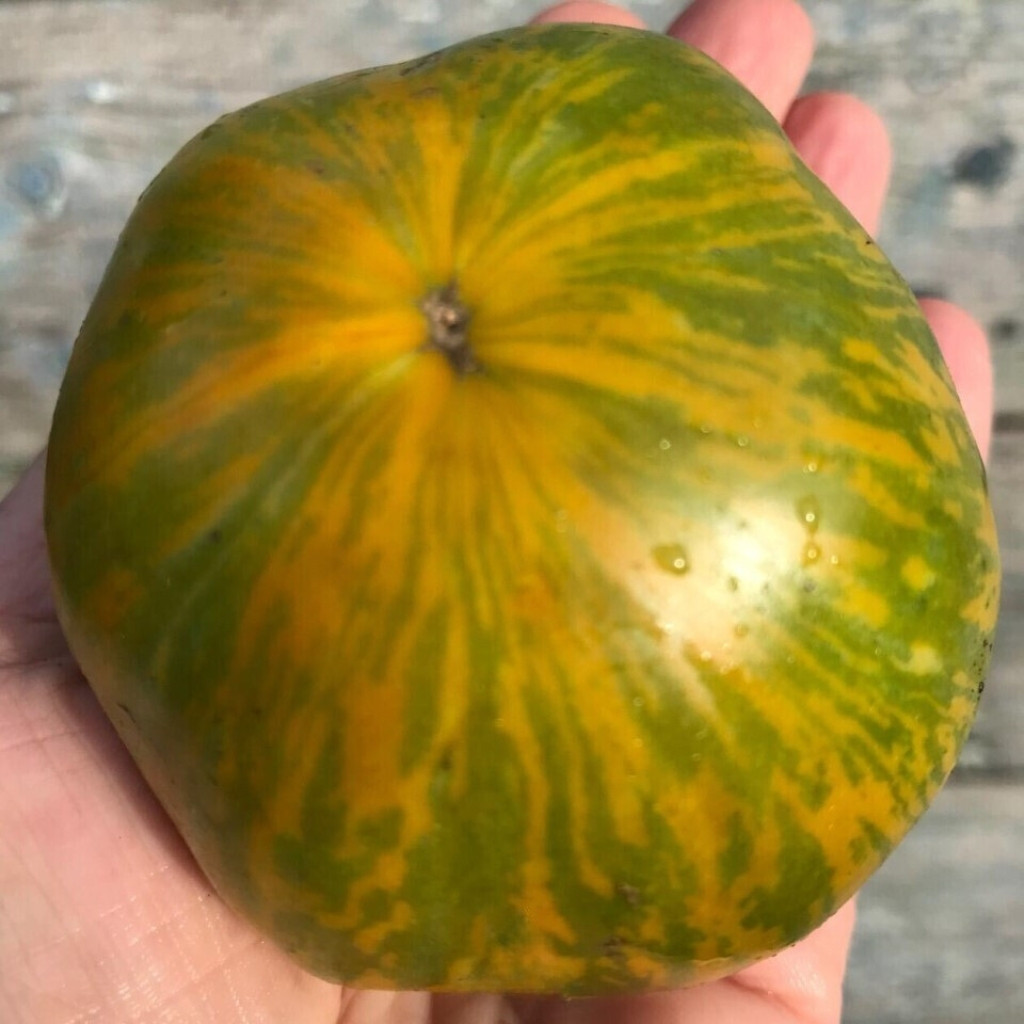 Tomato seeds Kozula 228 - 10