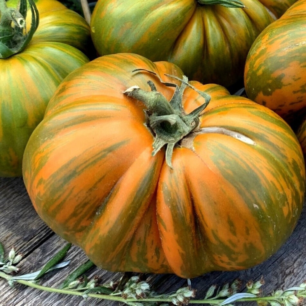 Tomato seeds Kozula 228 - 10
