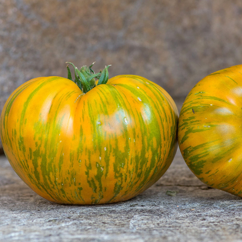 Tomato seeds Kozula 228 - 10