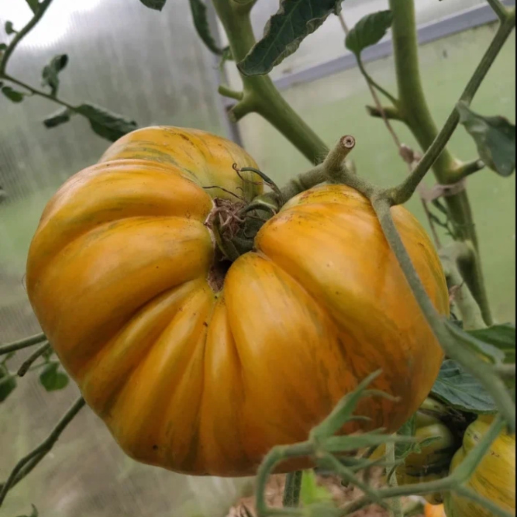 Tomato seeds Kozula 228 - 10