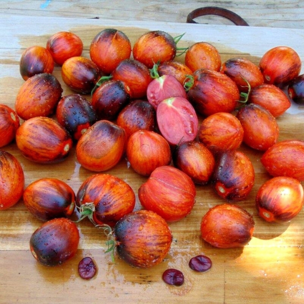 Tomato seeds Gargamel - 10