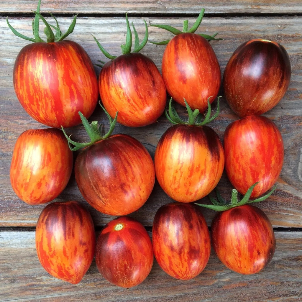 Tomato seeds Gargamel - 10