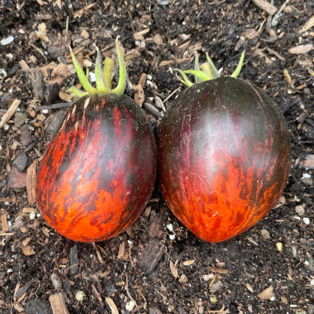 Tomato seeds Gargamel - 10
