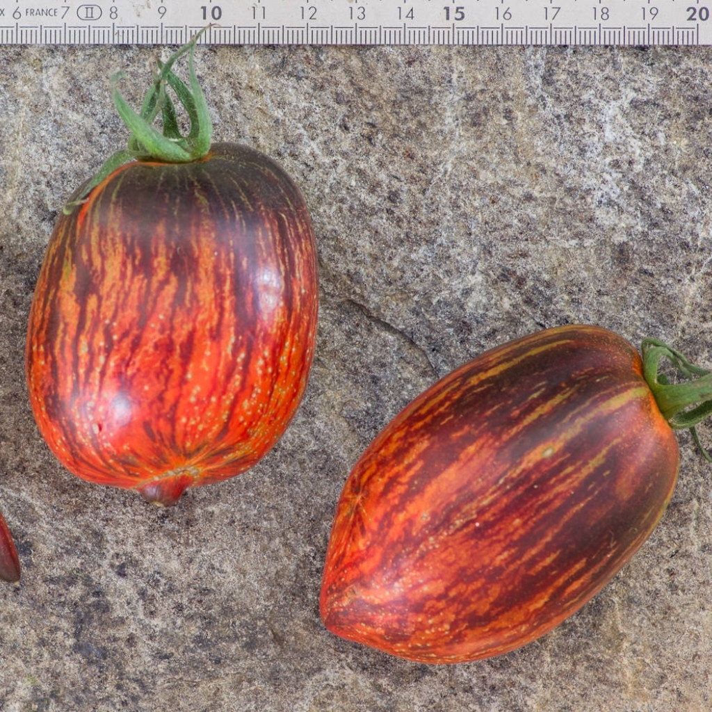 Tomato seeds Gargamel - 10