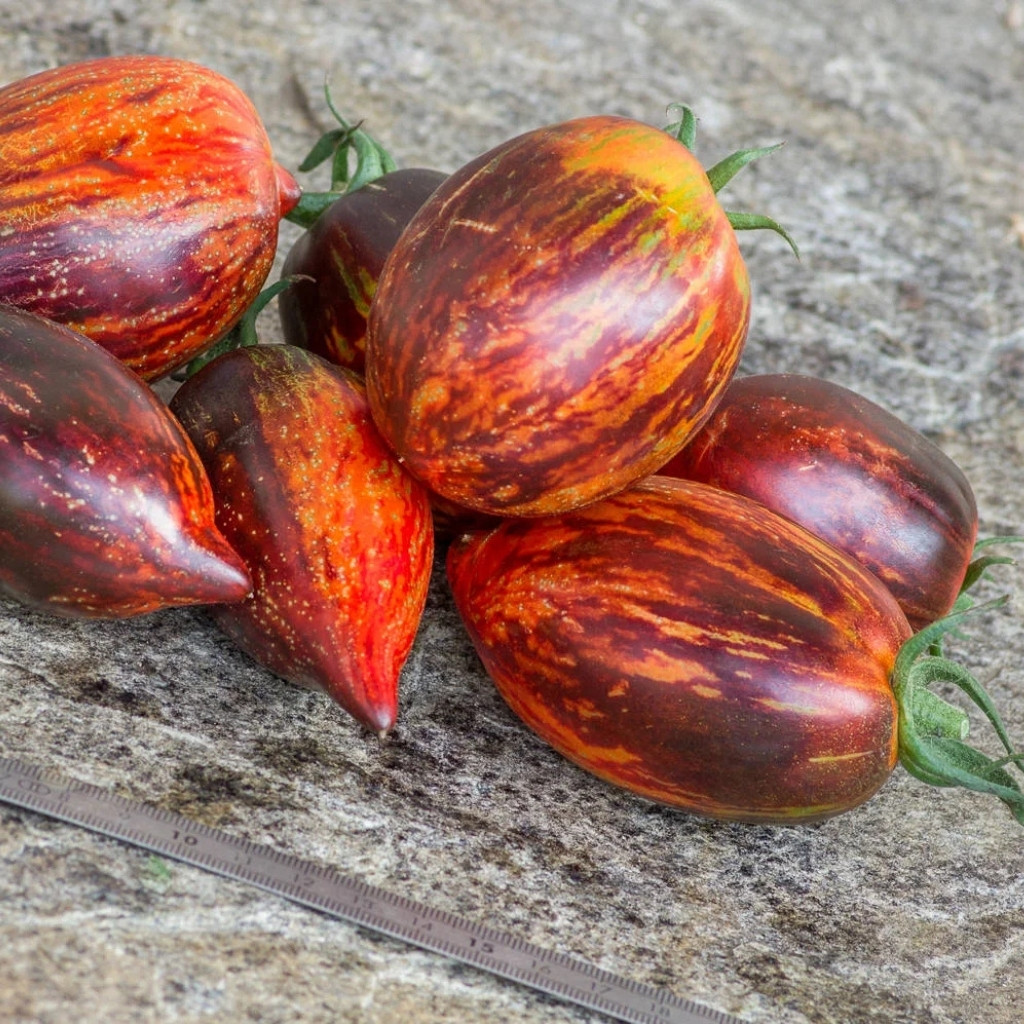 Tomato seeds Gargamel - 10