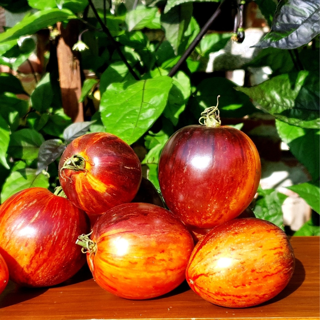 Tomato seeds Gargamel - 10