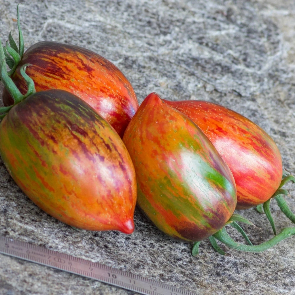 Tomato seeds Gargamel - 10