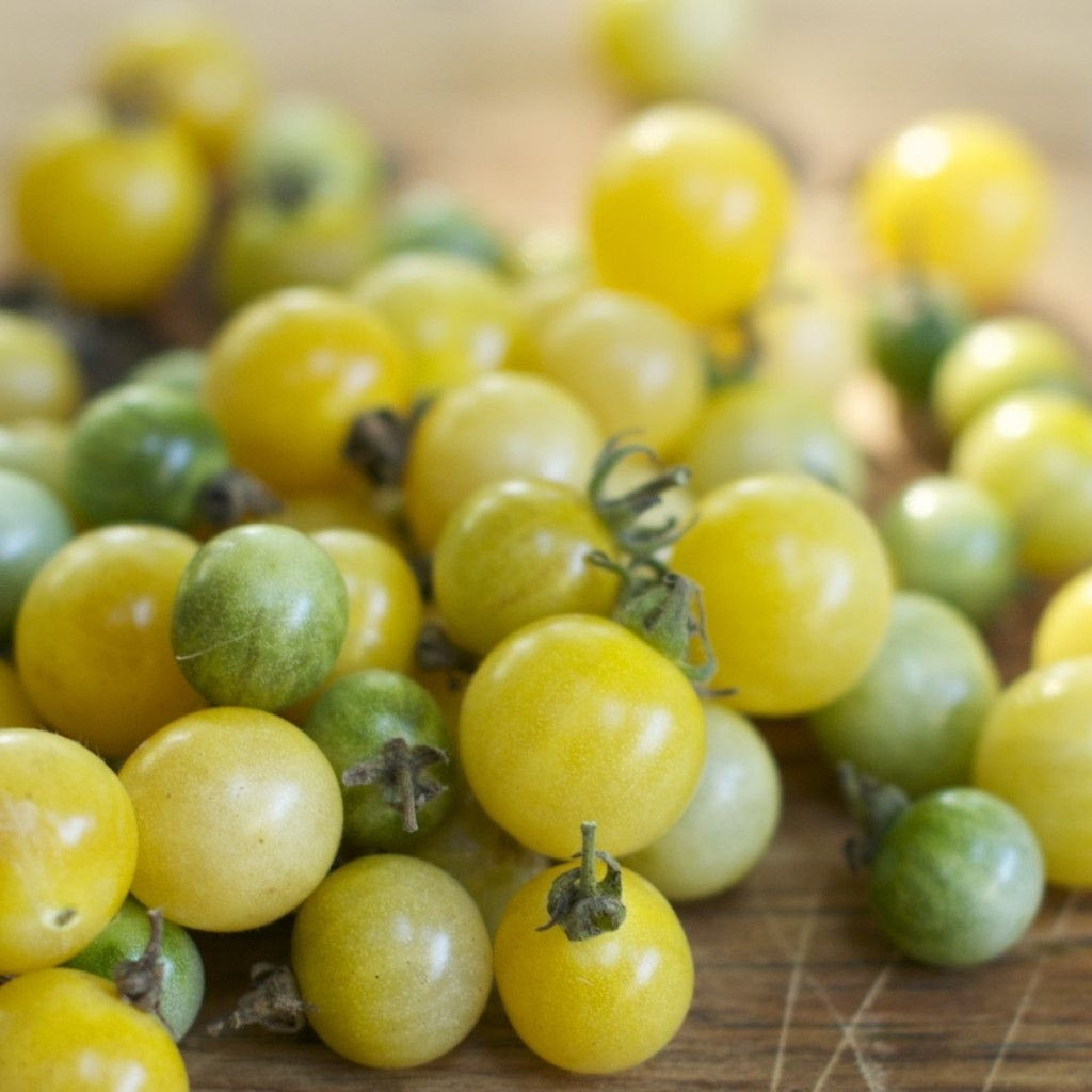 Tomato seeds Coyote - 10