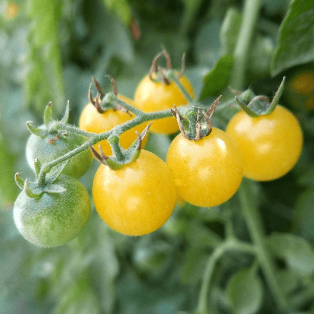 Tomato seeds Coyote - 10