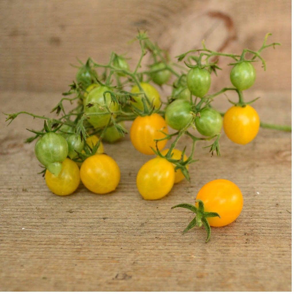 Tomato seeds Coyote - 10