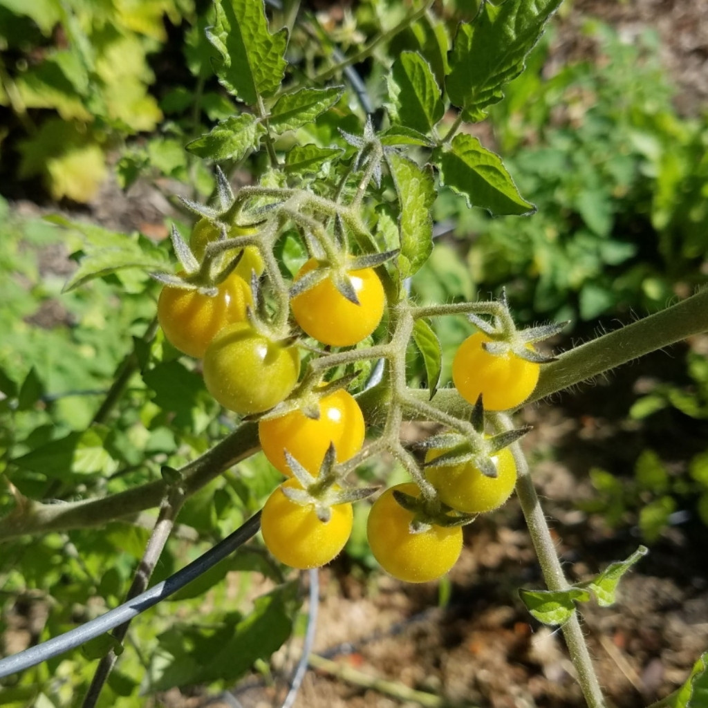 Tomato seeds Coyote - 10