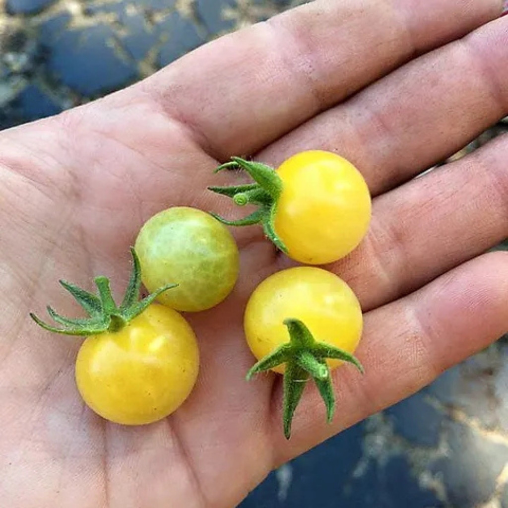 Tomato seeds Coyote - 10