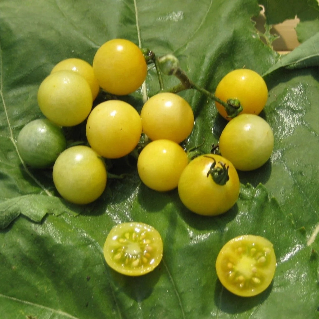 Tomato seeds Coyote - 10