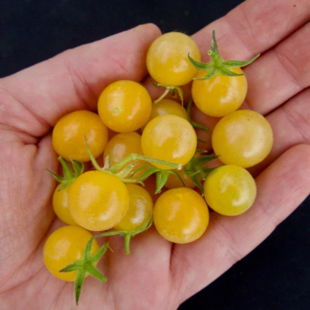 Tomato seeds Coyote - 10