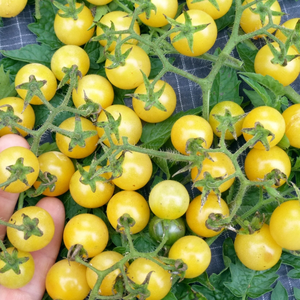 Tomato seeds Coyote - 10