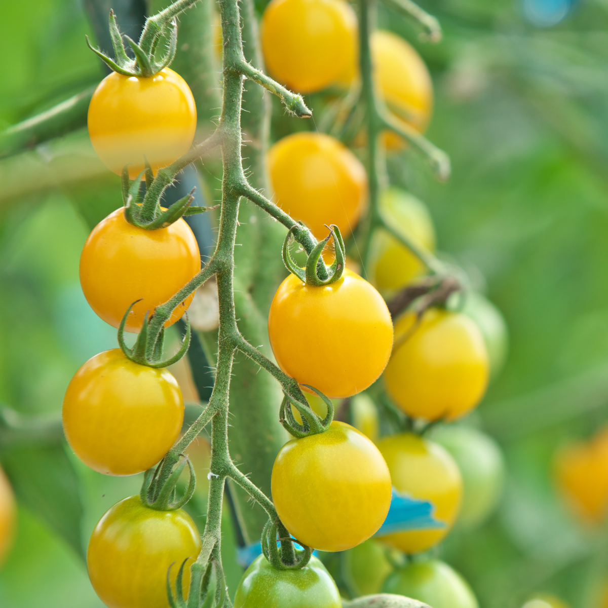 Tomato seeds Coyote - 10
