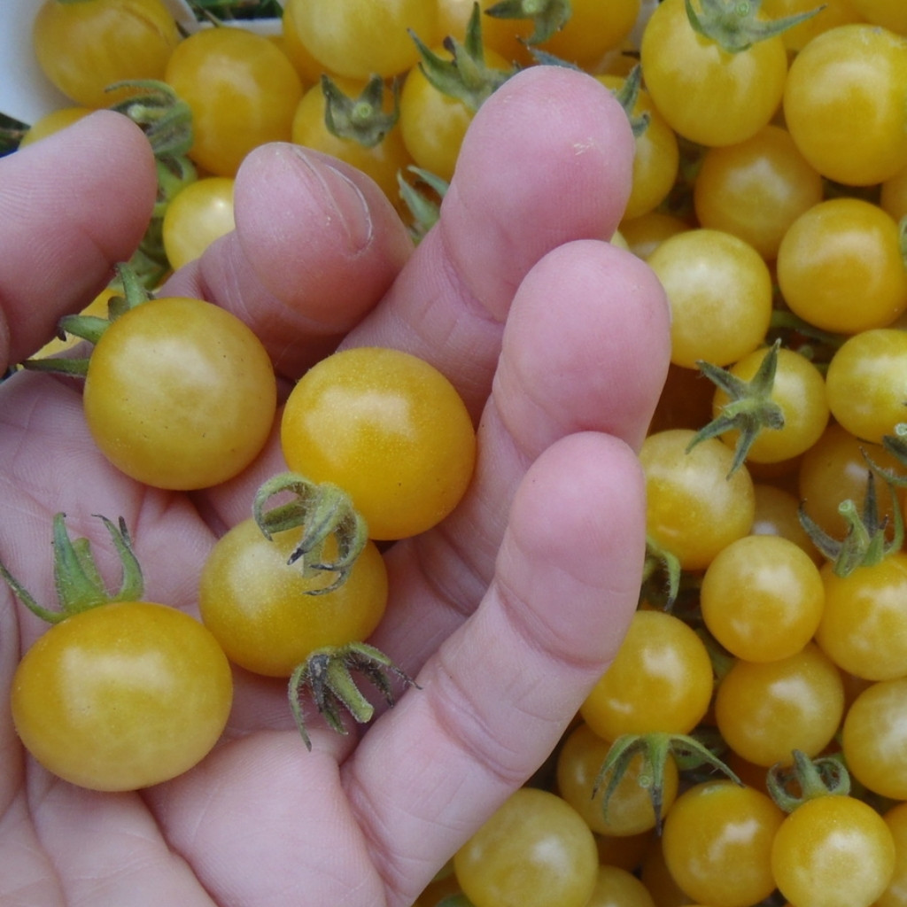 Tomato seeds Coyote - 10
