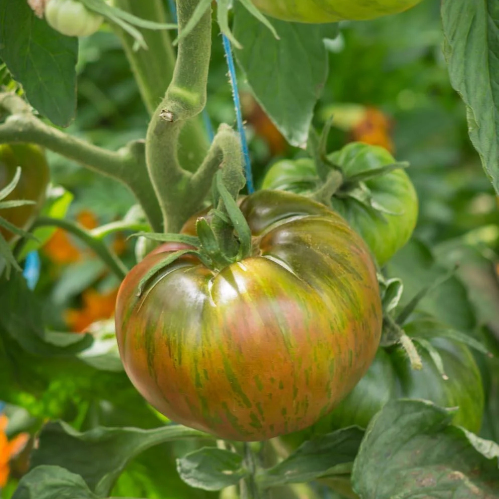 Tomato seeds Join or die (Belle du College) - 10