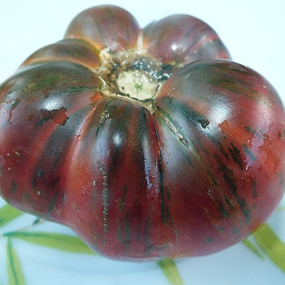 Tomato seeds Join or die (Belle du College) - 10