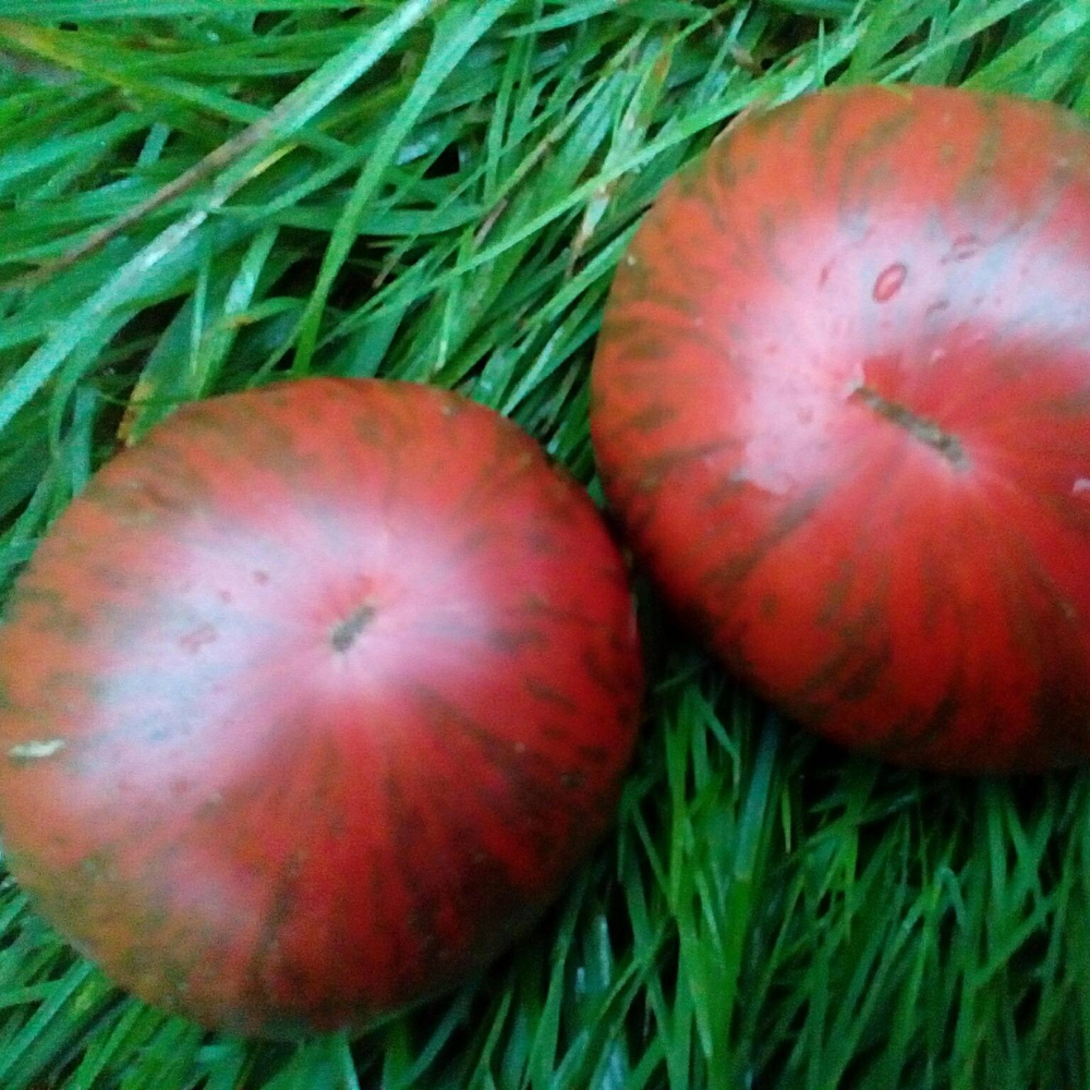 Tomato seeds Join or die (Belle du College) - 10