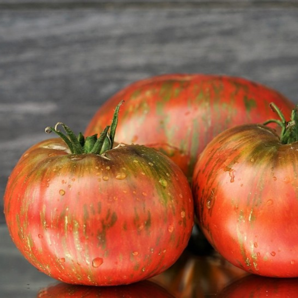 Tomato seeds Join or die (Belle du College) - 10