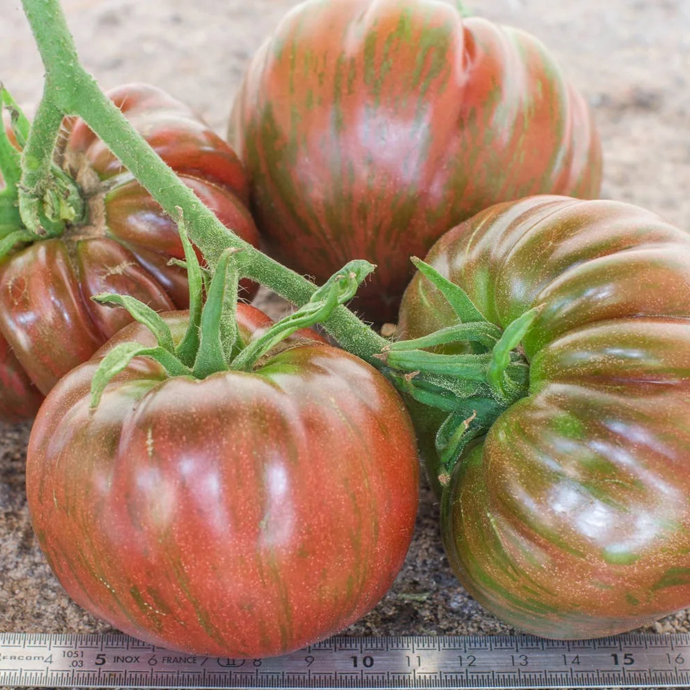 Tomato seeds Join or die (Belle du College) - 10