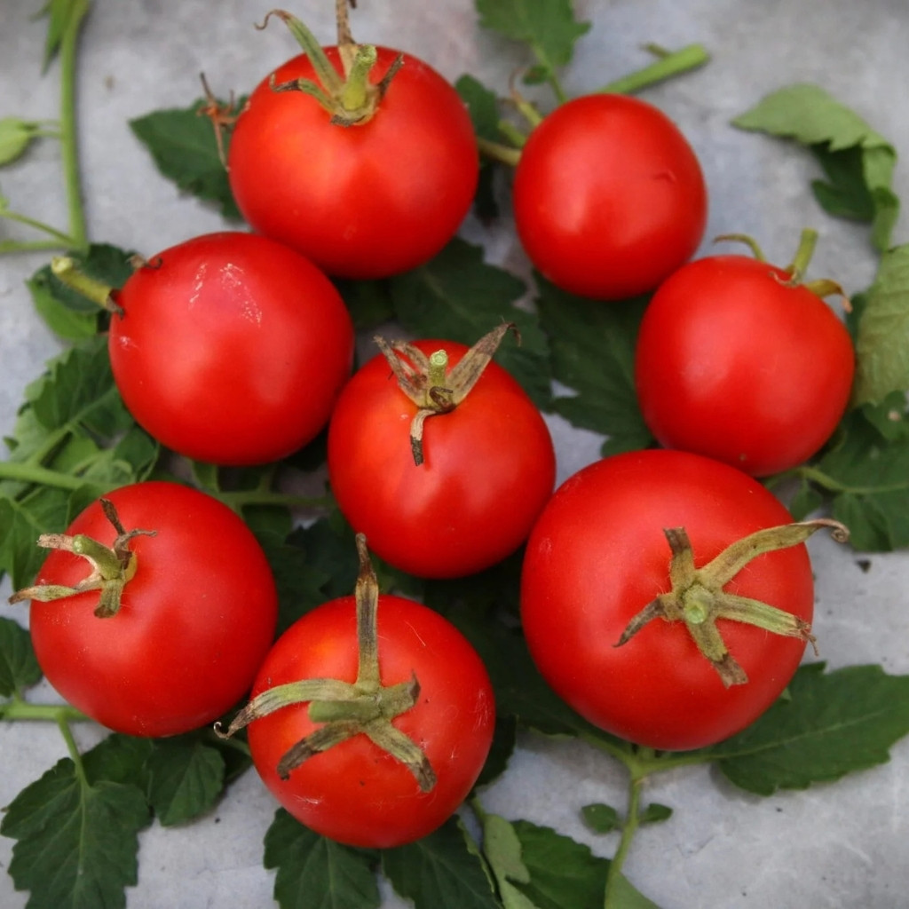 Tomato seeds Mongolian Dwarf - 10