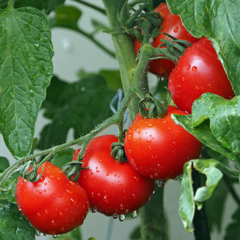 Tomato seeds Mongolian Dwarf - 10